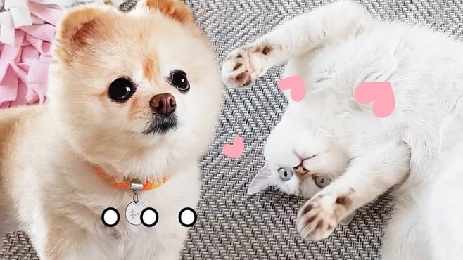 고양이 발정 ㅠ 발정난 고양이를 슬슬 피하는 강아지 / 포메라니안 곰돌이컷