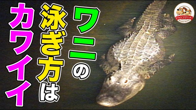 ワニの泳ぎ方がけっこうカワイイ♡【どうぶつ奇想天外／WAKUWAKU】