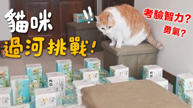 【黃阿瑪的後宮生活】貓咪過河挑戰！到底考驗智力還是勇氣？
