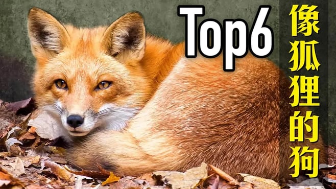 6種長得像狐狸的狗狗