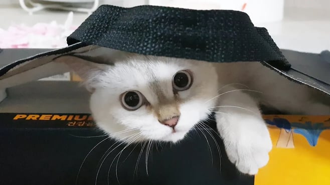 참치선물세트에 고양이가 딸려왔어요..니가 왜 거기서 나와ㅋㅋ