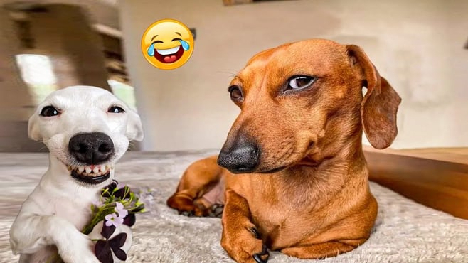 The Funniest Animal Videos 2024 😁 Funny Dogs and Cats are here to Break your HEART