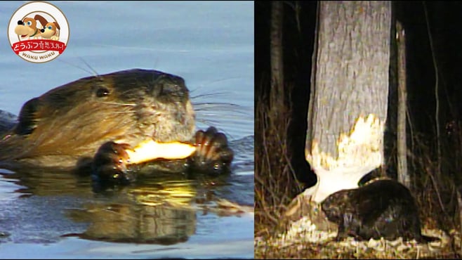 巨木を切り倒し、二本足で歩く！冬支度中のビーバーに密着したらスゴかった【どうぶつ奇想天外／WAKUWAKU】