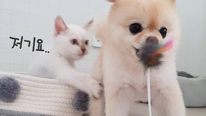 고양이 장난감 전부 뺏어가는 강아지 포메라니안 / 강아지와 고양이 같이키우기