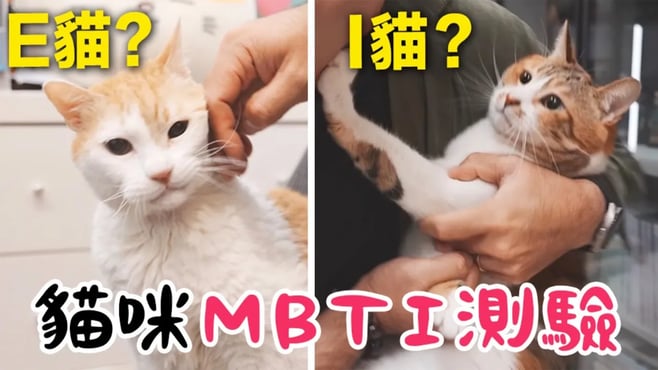 【黃阿瑪的後宮生活】貓咪MBTI測驗！性格實測好準！