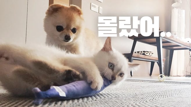 미처 몰랐던 아기고양이의 실체(고양이 입양 전 꼭 봐야할 영상)