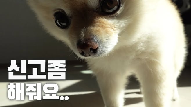 이유없는 스토킹.. 신고해야 할까요? 고양이의 숨막히는 스토킹 현장