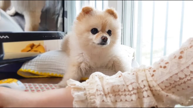 주인을 너무 사랑하는 강아지의 행동 (feat. 고양이)