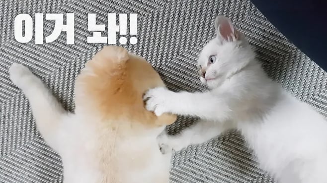 머리끄덩이잡고 싸우는 우리는, 현실자매 강아지와 고양이