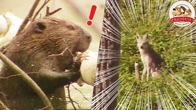 ビーバー渾身の新築ダムに天敵コヨーテ出現！その時ビーバーが繰り出した必殺技とは…？【どうぶつ奇想天外／WAKUWAKU】