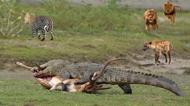 ワニが無謀にも陸に上がって捕食動物の王と獲物を争うと、ワニはヒョウ、ライオン、ハイエナとどのような結末を迎えるのでしょうか?