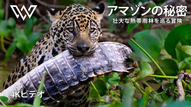 アマゾンの秘密 | 壮大な熱帯雨林を巡る冒険 | 動物ドキュメンタリー