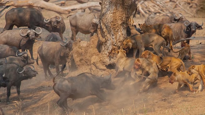 バッファローの群れは、この凶暴な捕食者を絶滅させるため、ライオンの家族を最後まで追いかけることを決意しました
