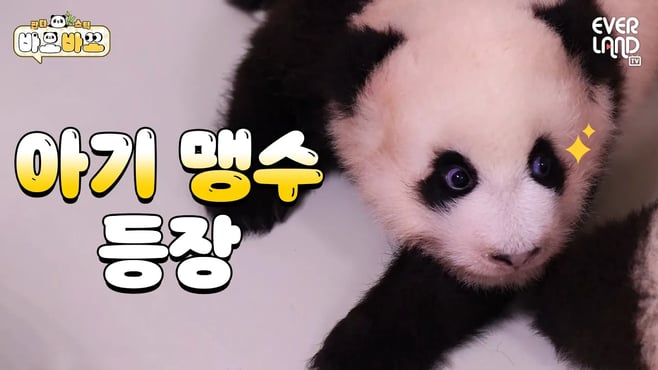 [ENG] "유치 공격 나가신다!" 동생 궁뎅이 노리는 1바오 ㅋㅋㅋ｜#바오바오 EP.11 유치가 났어요  | 에버랜드 판다월드