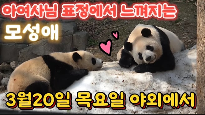 에버랜드 판다월드 😲아여사가 문앞에서 양울음 소리를 내며 울고있었어요 ㅠㅠ 😭