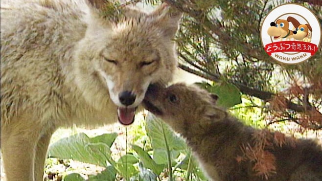 【コヨーテ母さんの子育て奮闘記】カワウソとの魚争奪戦！さらに、家を出たのに帰ってきた娘に野生の厳しさを叩き込む！【どうぶつ奇想天外／WAKUWAKU】