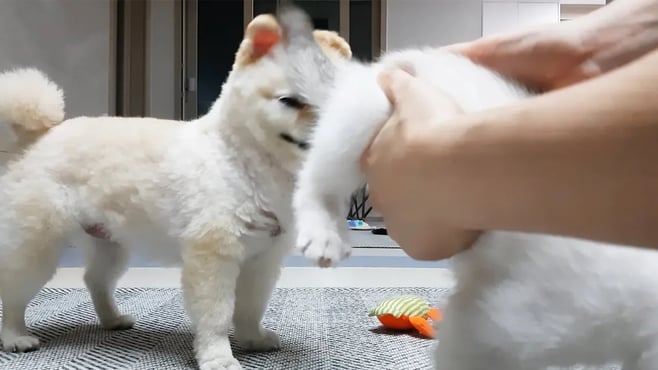 고양이 똥꼬 냄새를 맡은 강아지의 충격적인 행동