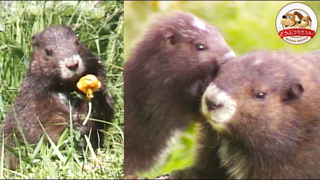 【絶滅寸前】超希少な哺乳類！バンクーバーマーモットの世界…1987年撮影の貴重映像…子育てや食事、危険を感じたときには警戒音を…！【どうぶつ奇想天外／WAKUWAKU】