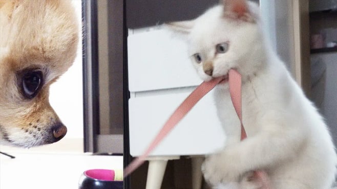 오늘 강아지 산책은 고양이가 해줄껀가봐요(부제:발닦기전 안들어오는 강아지 일년후)