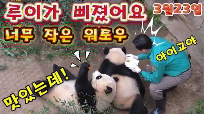 에버랜드 판다월드 💢 맙소사 🤦 너무작은 워토우 한조각 에 루이는 속상해 했어요 😢