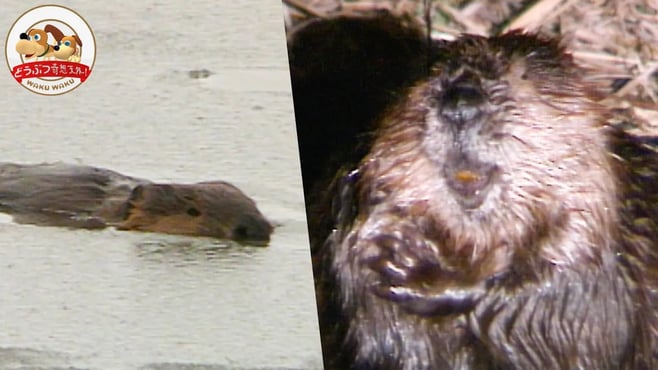 【驚異の建築技術】凍った湖に生きるビーバー家族のダム修理に密着！カナダの森の優しい住人たち【どうぶつ奇想天外／WAKUWAKU】