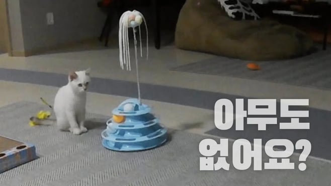 아기고양이 혼자있는 모습보다가 감동받았어요