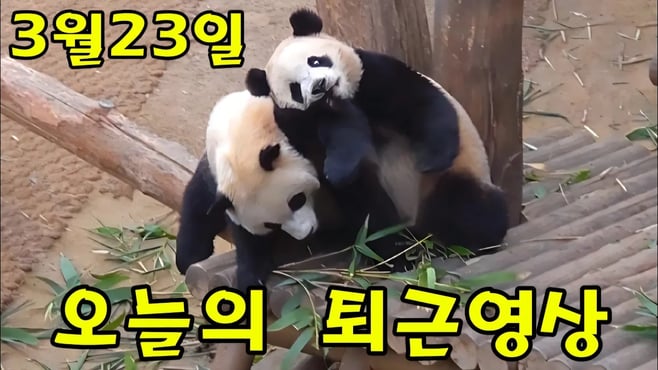 에버랜드 판다월드 3월 23일 오전에 퇴근영상 귀여워요 😍