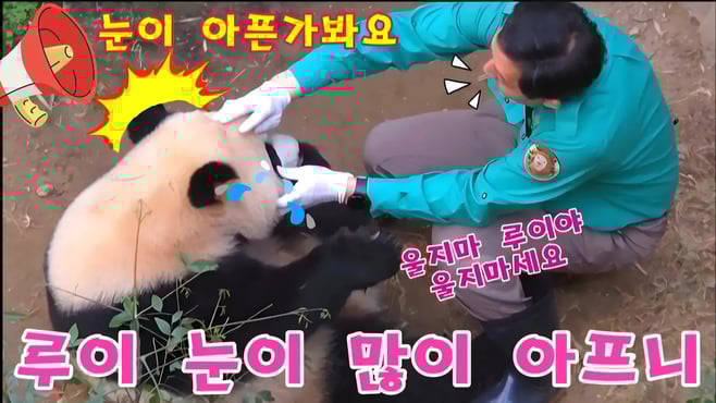 에버랜드 판다월드 💢 맙소사 🤦 루이는 눈이가 많이 마픈가요?걱정되게 ㅠㅠ😭