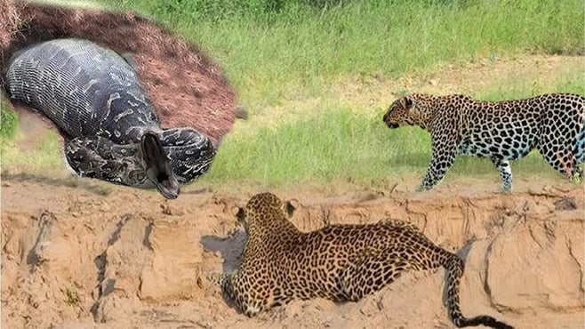 ヒョウに待ち伏せされた巨大ニシキヘビと、ニシキヘビのスーパーエスケープ