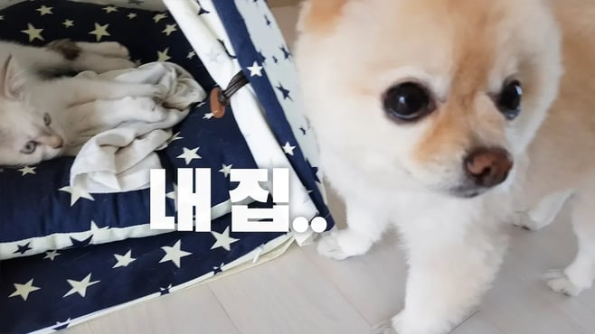 노숙자가 된 강아지, 이제 어디서 자나...