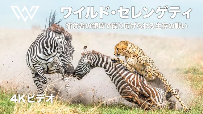 ワイルド・セレンゲティ | 捕食者の領域で繰り広げられる生存の戦い | 動物ドキュメンタリー