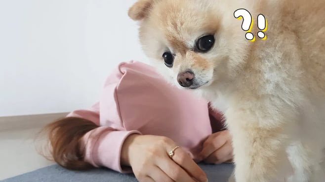 집에 오자마자 죽은척했더니 강아지와 고양이 반응차 무엇? ㅋㅋ(포메라니안 반응)