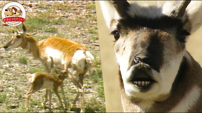 【ハイスペ草食獣】プロングホーンの子どもが敵に見つからない理由がスゴい！恋のバトルから究極の子育て術までご紹介【どうぶつ奇想天外／WAKUWAKU】