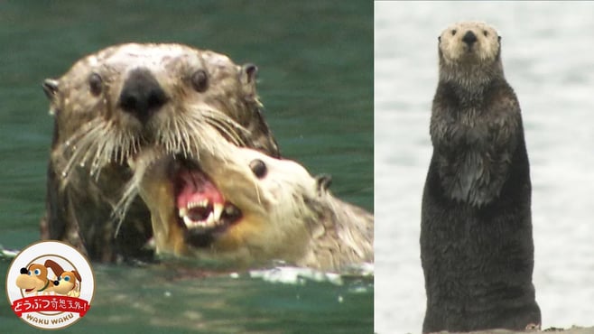 【貴重映像集】ラッコの恋は命がけ！嵐の前に立ったり走ったり！アラスカの海で撮ったラッコの素顔(ラッコ物語・後編）【どうぶつ奇想天外／WAKUWAKU】