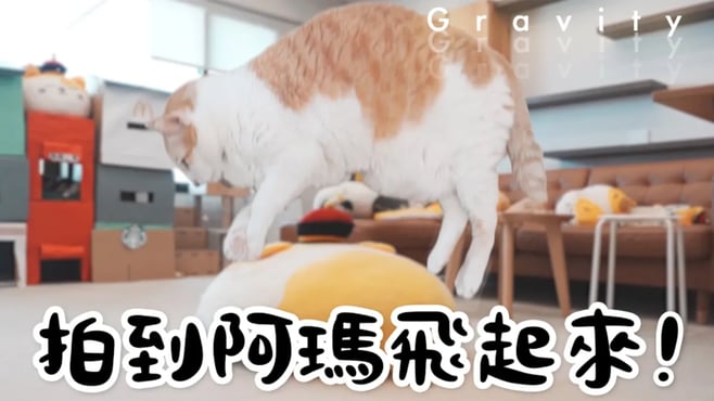 【黃阿瑪的後宮生活】拍到阿瑪飛起來！