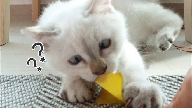 고양이 캣닢 버금가는 잎을 찾았어요!