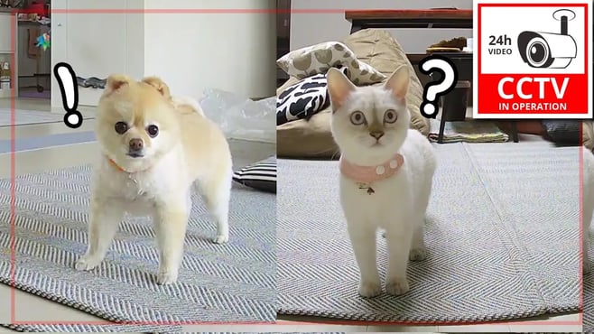 CCTV에서 갑자기 주인 목소리가 나왔을때 반응 ㅋㅋㅋ