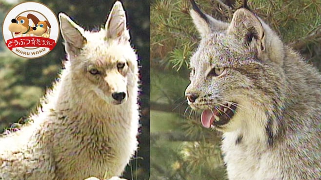 【北米の野生】コヨーテのお母さんがオオヤマネコとバトル！大家族の男どもは頼りなくって…!?【どうぶつ奇想天外／WAKUWAKU】