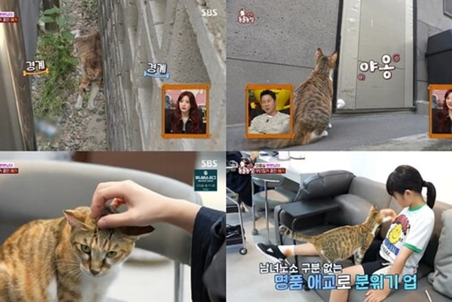 'TV 동물농장' 길고양이 애기, 착한 집사 만나 무사히 5 꼬물이 출산