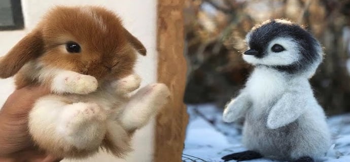 AWW Animals SOO Cute! Cute baby animals Videos Compilation cute moment of the animals #3