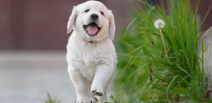 What Kind of Dog Vibes Do You Give Off?