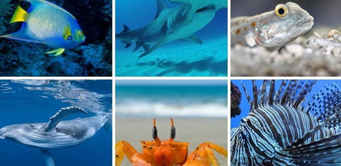 Which Ocean Creature Matches Your Personality?