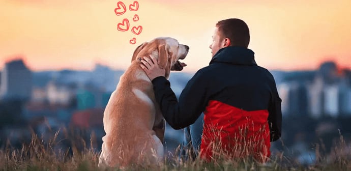 What Is Your Position In Your Pet's Heart?