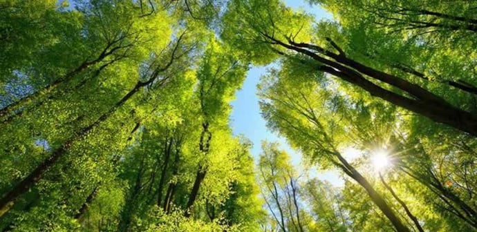 What Kind of Tree Reflects Your True Self?