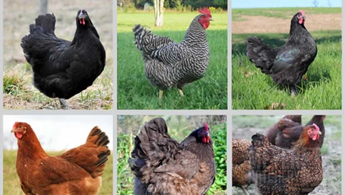 Touch The Chicken To See Who Is Jealous Of You!