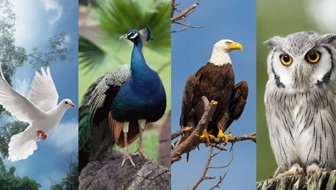 Choose The Bird That Reveals Your Personality