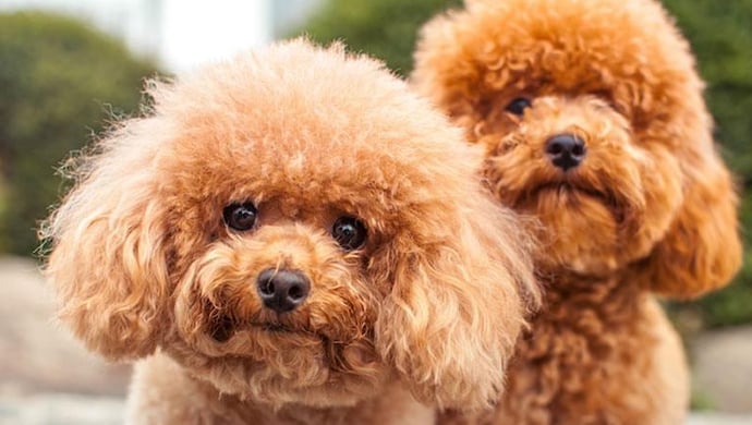 What Breed Matches Your Daily Routine?