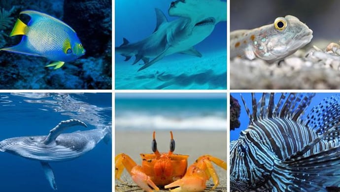 Which Ocean Creature Matches Your Personality?