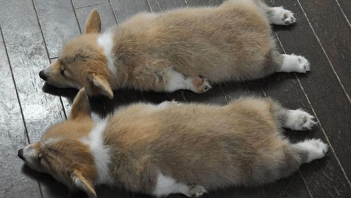 What Is Your Inner Spirit Animal?