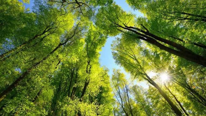 What Kind of Tree Reflects Your True Self?